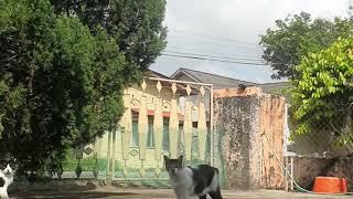 Let me tell you something about mindfulness. Cats are great mindfulness gurus.