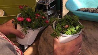 Repotting Ice Plants