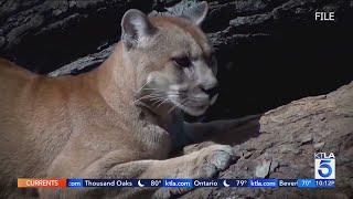 5-year-old boy attacked by mountain lion at Malibu Creek State Park