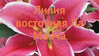 Лилия восточная Ла Манча (lilium)  обзор: как сажать, луковицы лилии Ла Манча