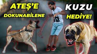 BU KÖPEĞE YAKLAŞMAK İMKANSIZ! (SEVEBİLİRSEM KUZU KAZANACAĞIM)