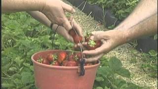 NC Fresh Produce Safety Trainings- Video 4: Cross Contamination Training