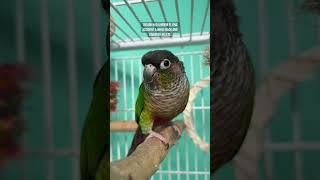 Afternoon cleanup and pellet feeding in the parrot room