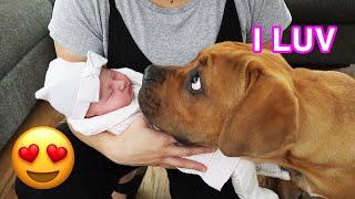 Blind Puppy Meets Newborn Baby First Time [CUTEST VIDEO EVER]