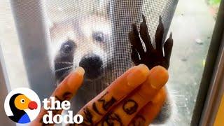 Raccoon Brings Her Babies To Meet Her Human Best Friend Every Year | The Dodo