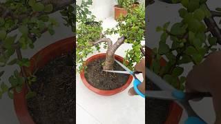 How to Prune a Jade Plant to Make it a Bonsai