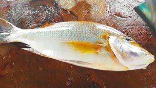 Emperor Fish Cutting Skills | Skill Workers Sri Lanka