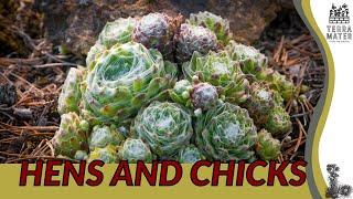 Resilience of HENS AND CHICKS (Sempervivum arachnoideum) | Succulent Marvels in Your Garden