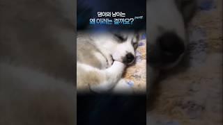댕이와 냥이는 왜 이러는 걸까요? part6  | 재미 보장 100%