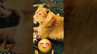 #Viral #video #shorts #lion #cub