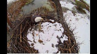 Drama in the nest: Pa caught a large rabbit..... Fort St  Vrain Eagles 秃鹰 2024 11 09