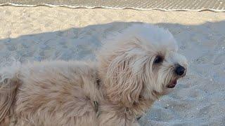Tedi The Dog With Passport to Travel is live!