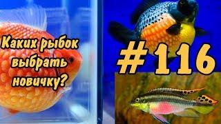 #116 КАКУЮ РЫБКУ ВЫБРАТЬ НОВИЧКУ??? РЫБКИ ДЛЯ НАЧИНАЮЩИХ. FISH FOR BEGINNERS.