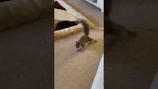 Mr Squirrel welcomes us home! #shorts#squirrel#cute#daily#subscribe#@outandaboutwithgbunedited