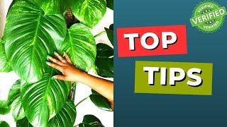 Top 10 Houseplants Care Tips For BEGINNERS