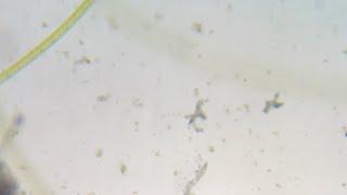 Microscope