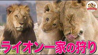 【目指せ百獣の王】かわいい赤ちゃんライオンの成長物語！家族の狩りの役割分担とは？捕食シーンも撮影【どうぶつ奇想天外／WAKUWAKU】