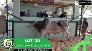 Brahman Bull Auction Sale at the Zimbabwe Herd Book 56th National Breed Sale