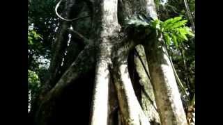 Arbol Gigante