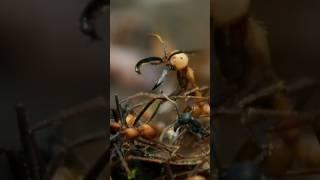 ANTS to DRONE SWARMS  #biomimicry #ants #science #drones