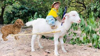 Funniest Animals Video - Best Monkey CUTIS and Goat, DogVideos of 2023 Compilation!
