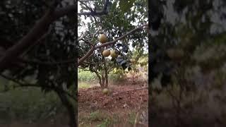 Vườn Bưởi Diễn 200 Cây Lâu Năm chiết cành, Đất Phú Diễn, Bán Giống Cây Bưởi Diễn: 096.239.2038
