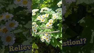 Feverfew Relieves Congestion with Anti-inflammatory and Pain Relieving Properties #antiinflammatory