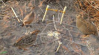 EASY Bird Trap using a Spoon and Rubber band | Kiggundu Family Adventures. #easy_bird_trap