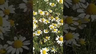 #животные #ферма #озеро #природа #ромашки#