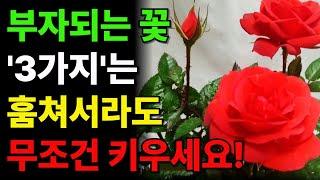 식물풍수 ㅣ 집안에 절대 두면 안 되는 꽃 화분 ㅣ 부잣집도 망하게 하는 식물 ㅣ 재물복 ㅣ 돈복 ㅣ 풍수 ㅣ 꽃 ㅣ 화분 ㅣ꽃화분 ㅣ 풍수지리 인테리어