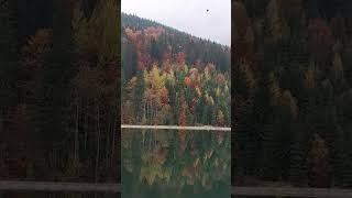 ОСЕННИЙ ЛЕС В ГОРАХ 