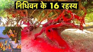 16 interesting facts about Nidhivan, Vrindavan | निधिवन के 16 रहस्य | Best attraction of Vrindavan