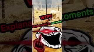 Dog vs lion #beats #shorts #viral #trollfaceedit