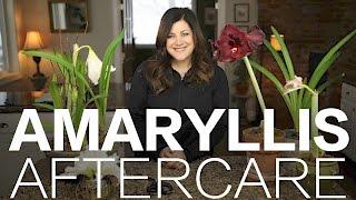 Amaryllis Done Blooming? Here's What to Do // Garden Answer