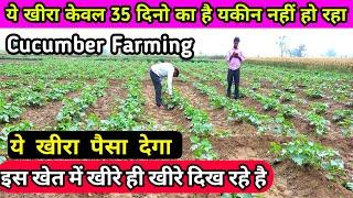 35 दिनो की खीरे की खेती देखो || kheere ki kheti kaise kre || kheere ki harvesting | kheera ki kheti