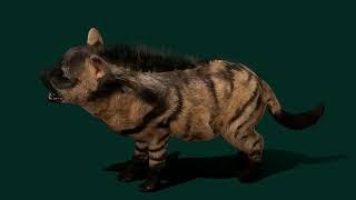 Baby Aardwolf Offspring Animal 3D Model #animals #aardwolf