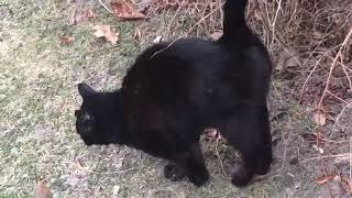 Black cat marking his territory