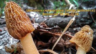 Шапочка сморчковая (Verpa bohemica) Огромная поляна г. Воронеж.