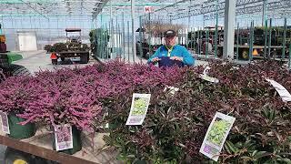 Erica 'Kramer's Red' (Heath) // "Lucky", Easy to Grow, Low Shrub For VALUABLE Early Season Color