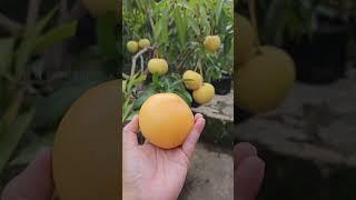 gold parsimon mango in GreenLand Nursery India, awesome variety ️8918494093, #mango #parsimonmango