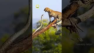Big Snake and Jaguar Fight