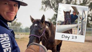 Prepping for Under Saddle (Day 23 with Nodin the Mustang)