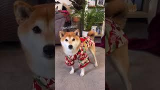 Dog Halloween Costume - Shiba Kimono time! 