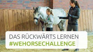 Rückwärtsrichten lernen | Bodenarbeit mit Lisa Röckener | #wehorsechallenge