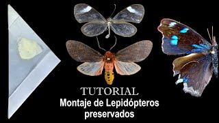 TUTORIAL - Montaje de Lepidópteros preservados | preparación de secos y en alcohol #tutorial