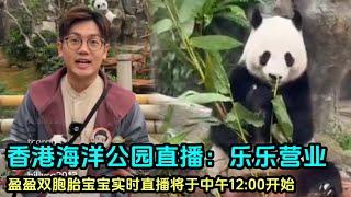 11月23日乐乐当爸爸首次展出，盈盈双胞胎直播要到中午12:00#판다 #panda #大熊猫盈盈 #大熊猫乐乐 #香港大熊猫