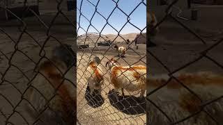 مرايع جبل سنجار العراق مشاءالله تبارك الرحمن غنم خروف الغنم خروف صغير الغنام  #kangal #animals