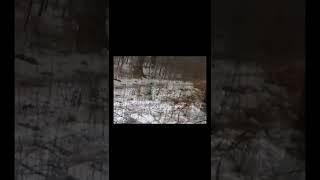 disturbing things found in the forest