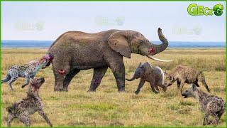 35 Brave Mother Elephant Was Br.utally Bitten By Hyenas To Try Save Baby Elephant