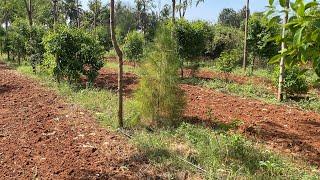 Just 2months Sandalwood Plantation without any Fertilizer | Call ( 9986980777 )